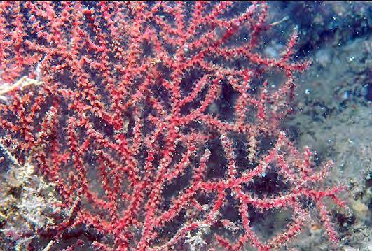 Anthozoa: Detalhe de um coral hermatípico