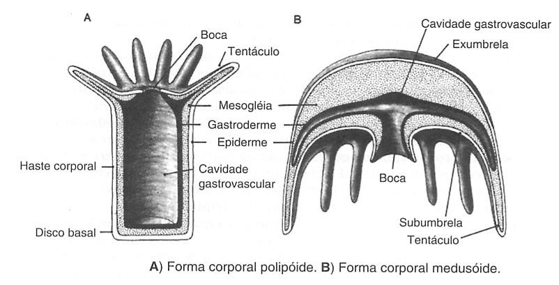 Anthozoa: Cerianthus sp.