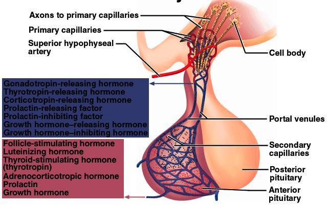 A ADENOHIPÓFISE, SEUS HORMÔNIOS E OS HORMÔNIOS REGULADORES HIPOTALÂMICOS Hormônios hipotalâmicos: Hormônio liberador de gonadotrofinas (GnRH) Hormônio liberador de tireotrofina (TRH) Hormônio