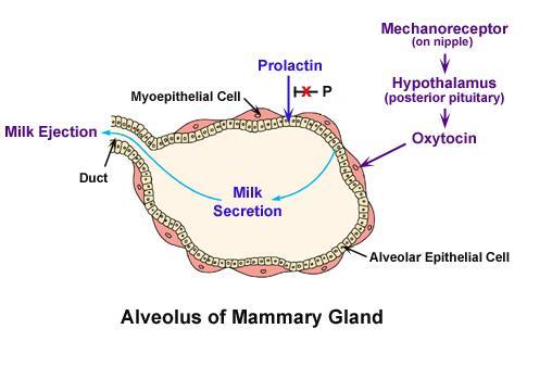 Alvéolo (ou ácino) da glândula mamária P: a