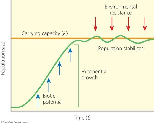 Crescimento logístico Tamanho populacional (N) capacidade suporte (K) potencial biótico