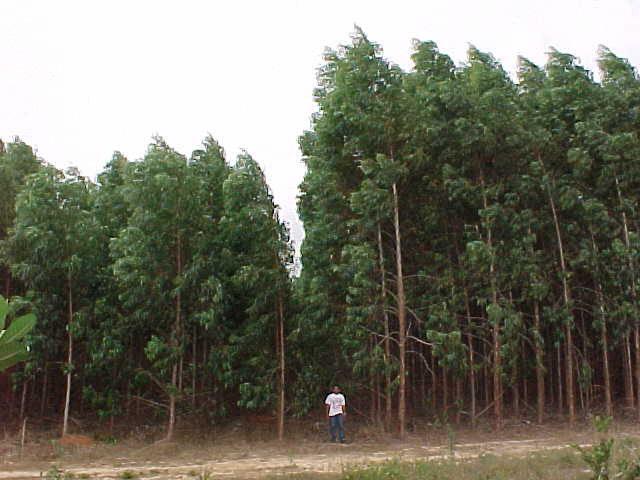 Eucalyptus grandis x urophylla 3