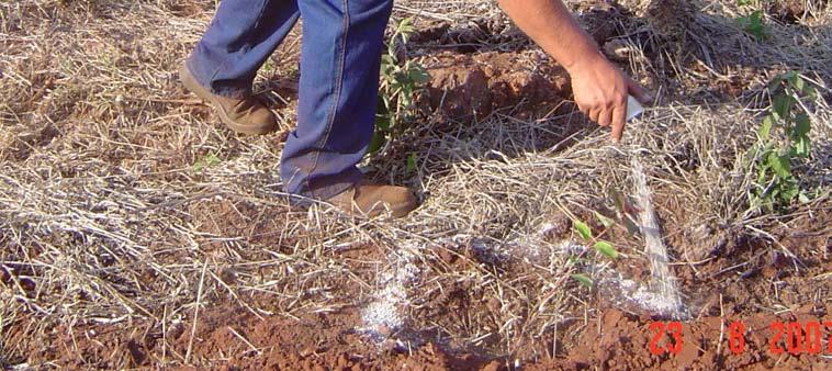 Dose da Adubação Nitrogenada e Potássica Fertilizante: 15-00-15 Dosagem: