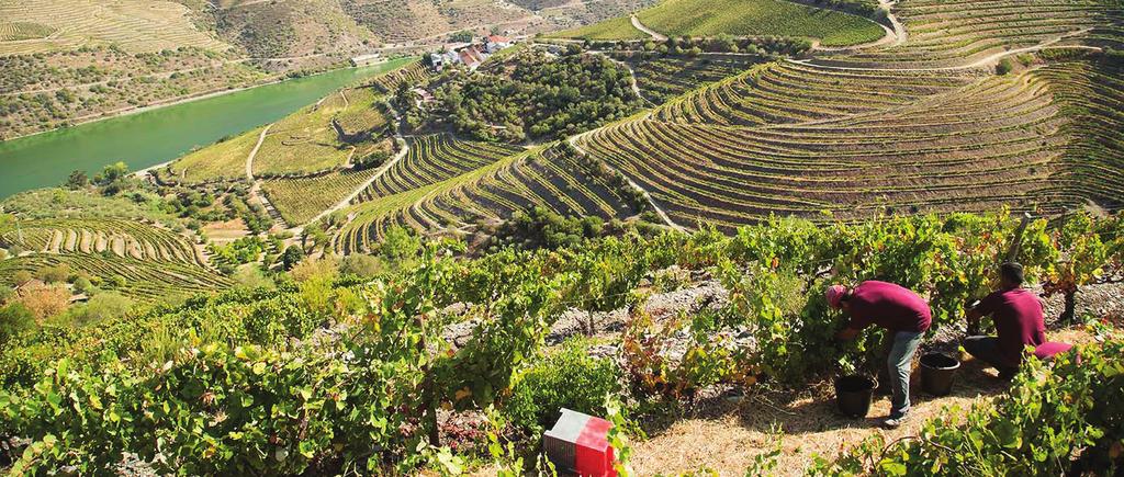 Harvest report 2015 Histórias da vindima no Douro. Na Sogevinus, a preparação da vindima é transversal e multidisciplinar.