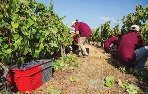 As primeiras uvas recebidas na adega de S. Martinho (centro de vinificação dos Vinhos do Porto) foram da casta Touriga Nacional, da nossa Quinta do Arnozelo, na sub-região do Douro Superior.