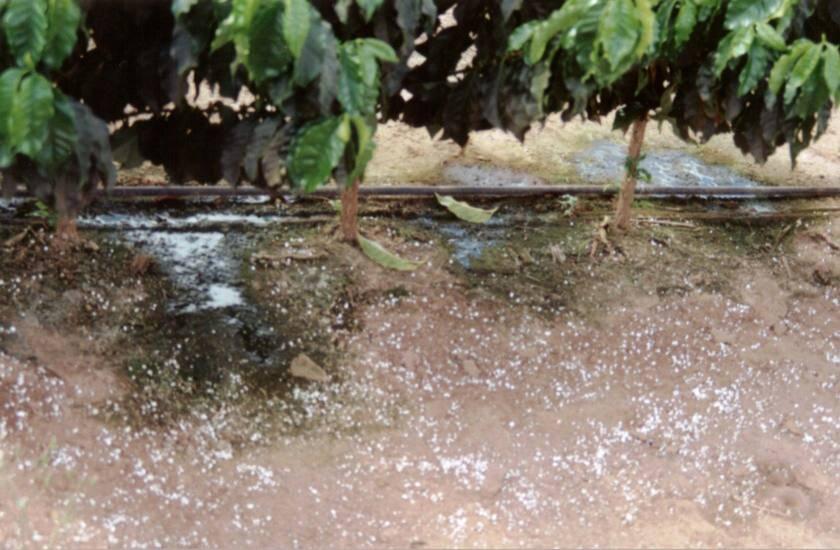 Desvantagens do Uso da Irrigação Contaminação de recursos hídricos