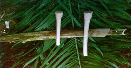 COLHEITA O corte do palmito pode ser feito durante o ano todo, porém devese evitá-lo na época seca, já que o palmito (Fig.