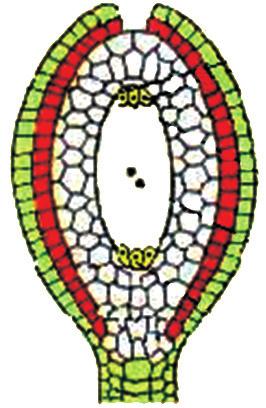 estigma ovário óvulo Carpelo Estruturas do óvulo das angiospermas: Botânica a) Protandria: o androceu amadurece primeiro b) Protoginia: o gineceu amadurece primeiro.