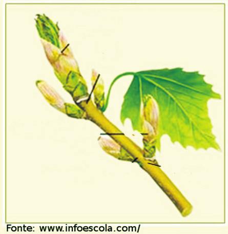 Endoderme Xilema Botânica São caules aéreos eretos, bem desenvolvidos e bem ramificados. Ex.: dicotiledôneas e gimnospermas.