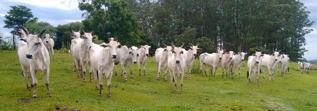 Dinâmica folicular em vacas