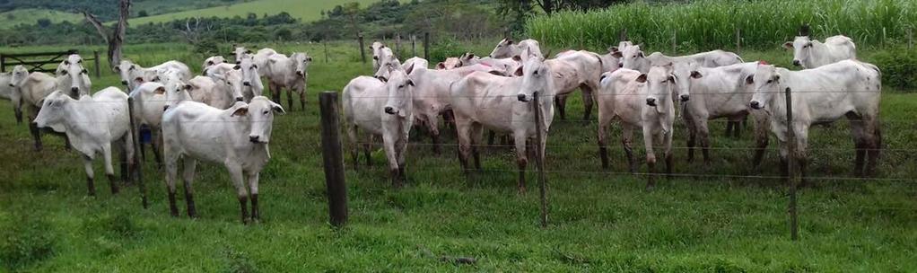 Dinâmica folicular em novilhas: Protocolos de 5 ou 7 dias de implante (Exp.