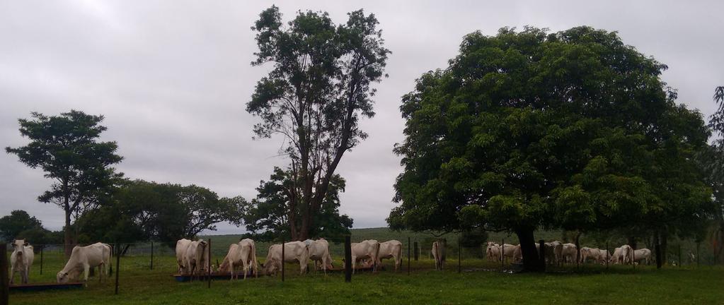 Dinâmica folicular em vacas solteiras: Protocolos de 7 dias de