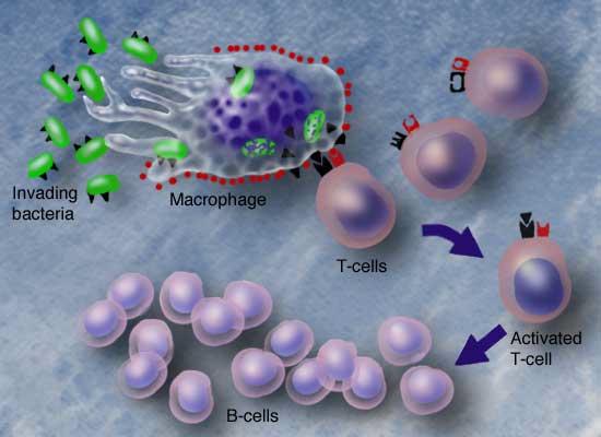 Imunidade mediada por Células