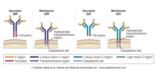 Anticorpos secretados e associados à membrana diferem na sequência de