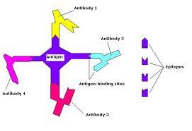 Embora todos os anegénios são reconhecidos por linfócitos específicos ou por anecorpos, apenas