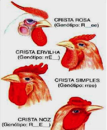 EXEMPLOS INTERAÇÃO GÊNICA q Forma das cristas em galinhas crista ervilha: (E_rr) manifesta-se na presença do gene E, desde que não ocorra o gene R.