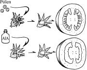 A gema apical, que atua no crescimento longitudinal do caule, produz auxina na superfície para inibie as gemas laterais, deixando-as dormentes.