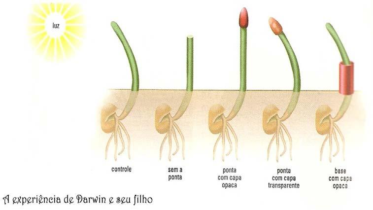 São reações a estímulos que não envolvem crescimento, e sim movimentos de certas partes da planta.