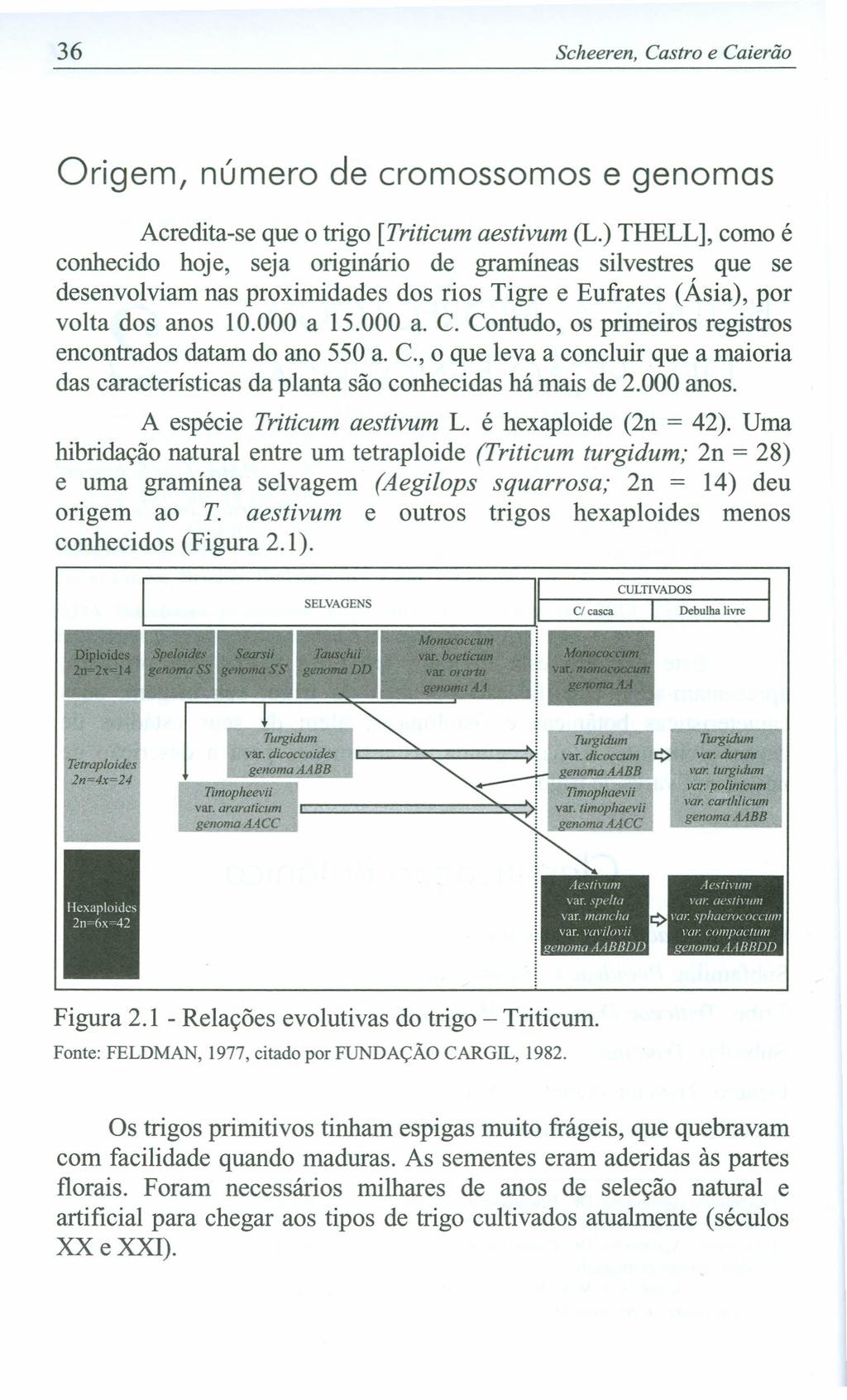 36 Scheeren, Castro e Caierão Origem, número de cromossomos e genomas Acredita-se que o trigo [Triticum aestivum (L.