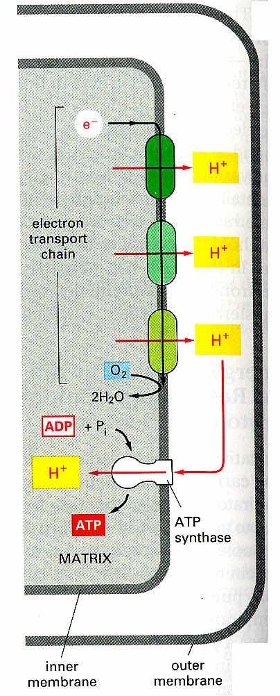Cadeia de Transporte electrónico Quatro complexos proteícos associados à membrana interna do