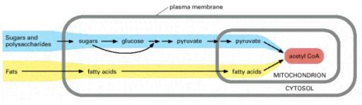 Na matriz Mitocôndrial Conversão do Piruvato em