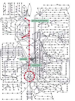 Metabólito Para aonde vão os elétrons