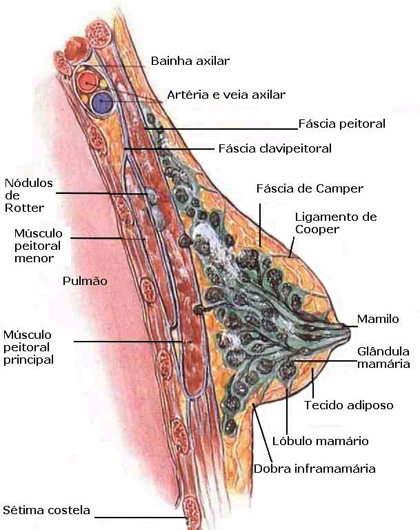 Câncer de mama tecido glandular Doses Glandulares Médias ~ 1970 screening por mamografia do National