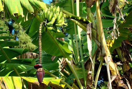 QUESTÃO CONTEXTO Banana é fruta rica em vitaminas e minerais essenciais ao ser humano Brasil é o segundo maior produtor da fruta que além de ótimo alimento é usada na fabricação de álcool e vinagre.