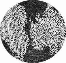 UM BREVE HISTÓRICO Robert Hooke (Século XVII) Observação de pedaços de cortiça Descoberta