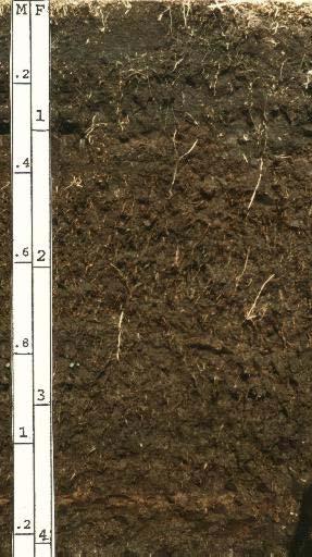 Grau de decomposição do material orgânico Utilizado para discriminar solos da classe ORGANOSSOLOS. Baseado no grau de decomposição da matéria orgânica.