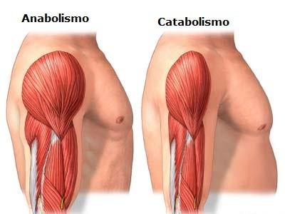 No que se diz à respeito de nutrição esportiva, os ACR são extensivamente utilizados por atletas, baseado em estudos de que esses aminoácidos podem promover anabolismo proteico muscular, atuar em