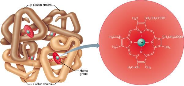 Uma molécula de hemoglobina possui duas globinas (2 cadeias oplipeptidicas alfa