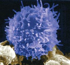 produzem anticorpos; - Células T: atacam vírus, fungos, células