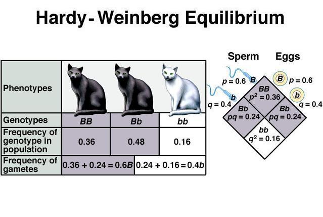 Equilíbrio de Hardy-Weinberg (EHW) Evolução