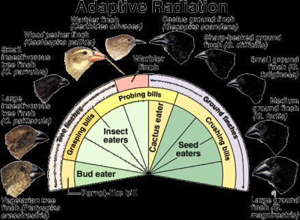 Radiação Adaptativa Evolução convergente Tendências Evolutivas de Longo