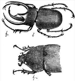 Sexual Darwin, 1871 Darwin (1871): Nós estamos interessados aqui apenas com aquele tipo de seleção que eu chamei de Sexual.