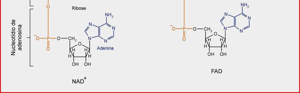 adenina dinucleotídeo (NAD + ) e da