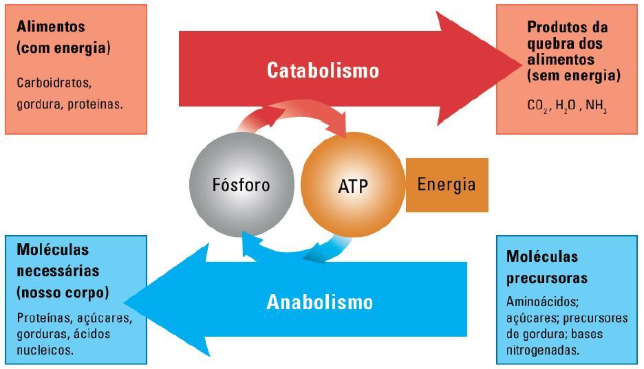 Figura 14 Anabolismo e catabolismo Fonte: Fundação CECIERJ A quebra do alimento é uma reação que gera energia, portanto, a