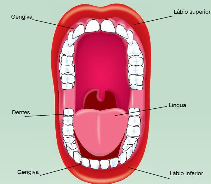 Os dentes exercem um grande papel no processo digestório, a mastigação é uma etapa muito importante para que uma boa digestão e a absorção dos nutrientes ocorra.