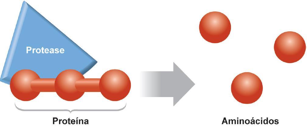 Ácido clorídrico (HCL), que, além de facilitar a fragmentação de diversos polímeros ou macromoléculas, participa da ativação de enzimas presentes no suco gástrico.
