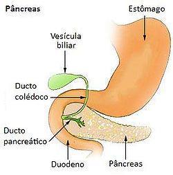 O fígado produz a bile, uma secreção armazenada na vesícula biliar e liberada quando necessário, para a digestão de gorduras.