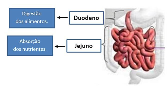 O outro segmento do intestino delgado é denominado jejuno, um longo tubo enrolado várias vezes sobre si mesmo medindo cerca de 5-6 metros de comprimento.