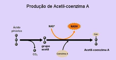 Ciclo de Krebs Para esta fase, consideraremos apenas um dos piruvato formados a partir da glicose. 1.