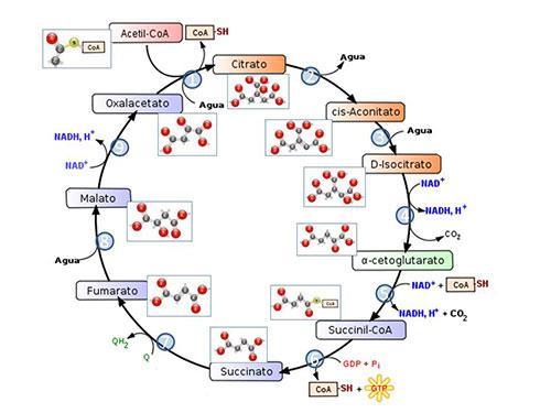 Esquema simplificado do ciclo de Krebs, evidenciando as moléculas envolvidas Fonte: < http://www.minutobiomedicina.com.br/postagens/2014/04/03/ciclo-do-acido-citrico-ou-de-krebs/>. Acesso em: 22 mar.