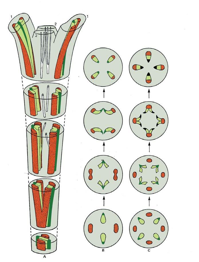 Distribuição do tecido vascular Caule