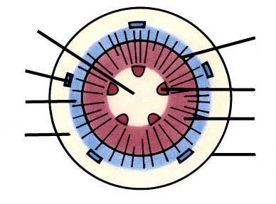 cicular medula Floema 1º Floema 2º