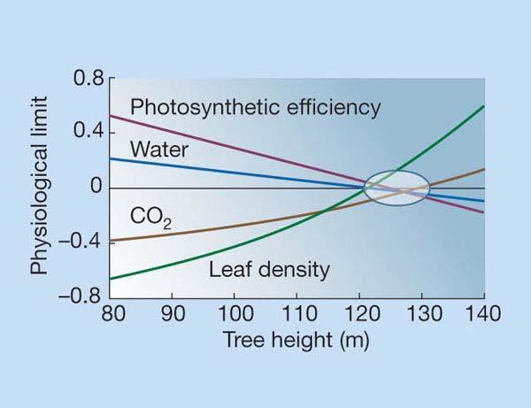efficiency, the point of xylem embolism (water), CO2 supply to the leaf, and leaf density.