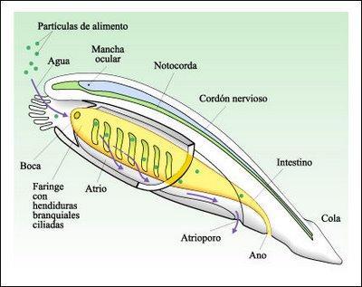 Mede aproximadamente 5 cm. Possui 3 nadadeiras: dorsal, caudal e ventral. As fenda faríngeas filtram o alimento que entra pela boca e chega ao intestino (são filtradores).