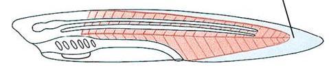Os cordados possuem também uma cauda pós-anal musculosa.