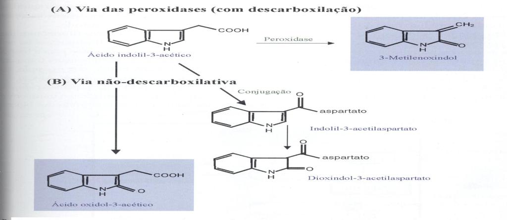 DEGRADAÇÃO DO AIA Agentes : Luz Visível, Ácidos, Radiações UV etc... Luz Visível: pode ser aumentada pela riboflavina (Ribf).